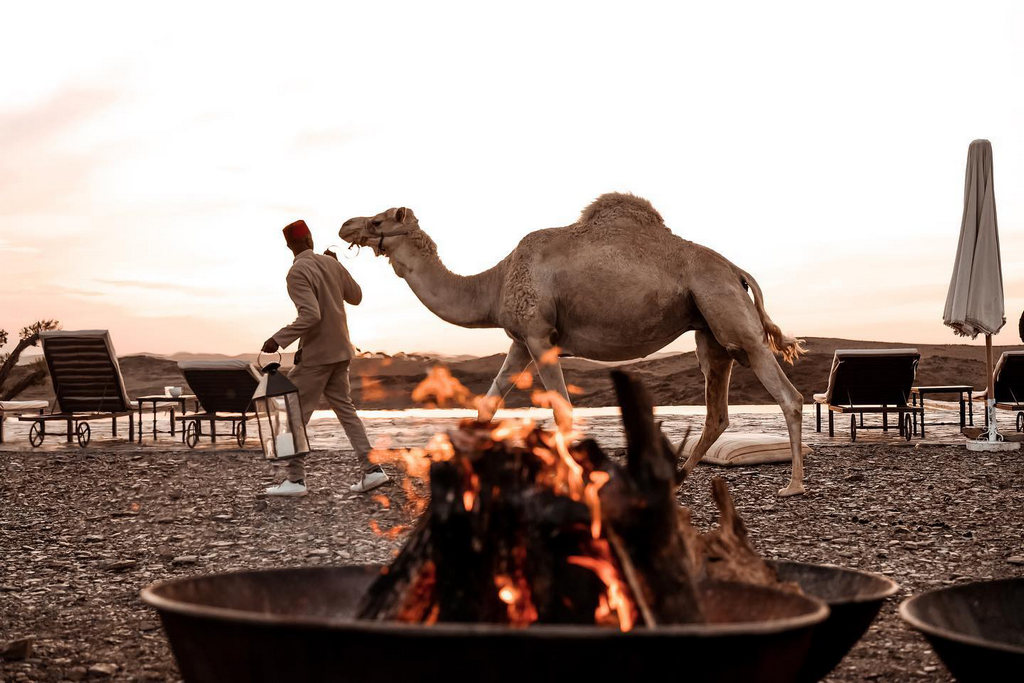 The White Camel